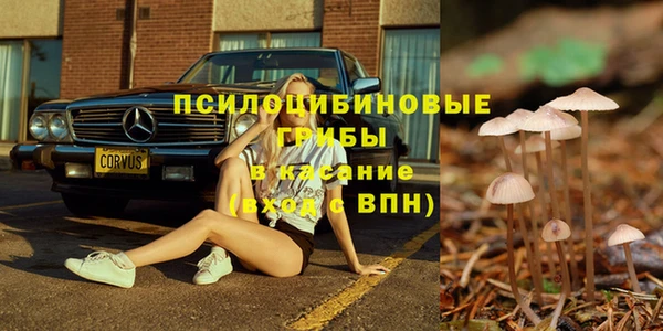 сатива Пересвет